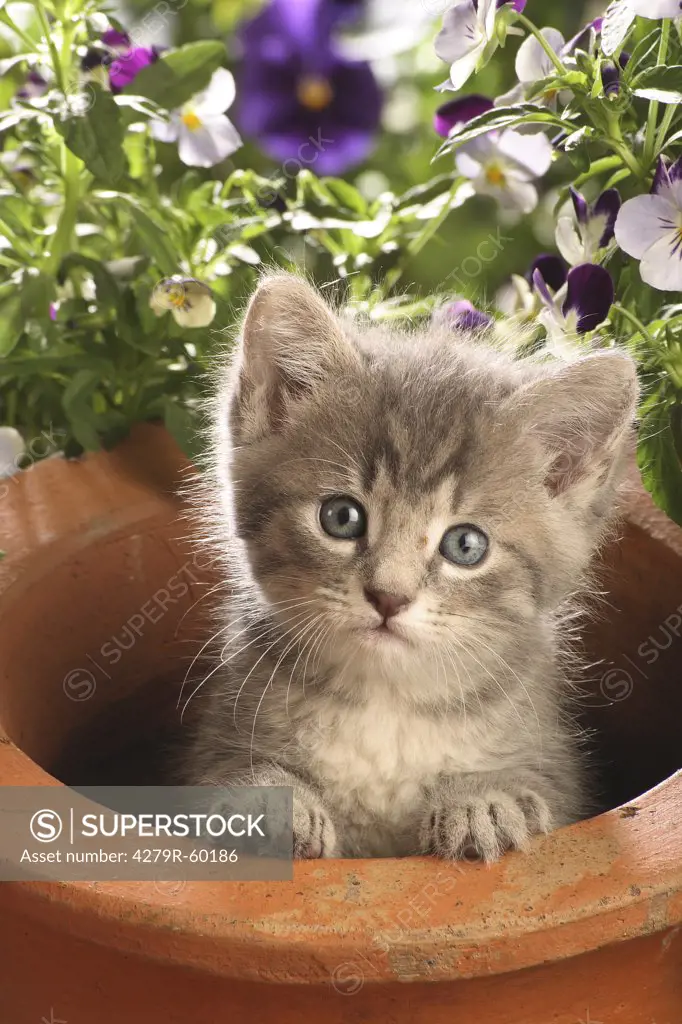 tabby kitten in clay pot