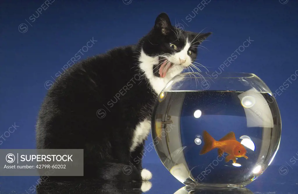 domestic cat - sitting in front of glass with goldfish