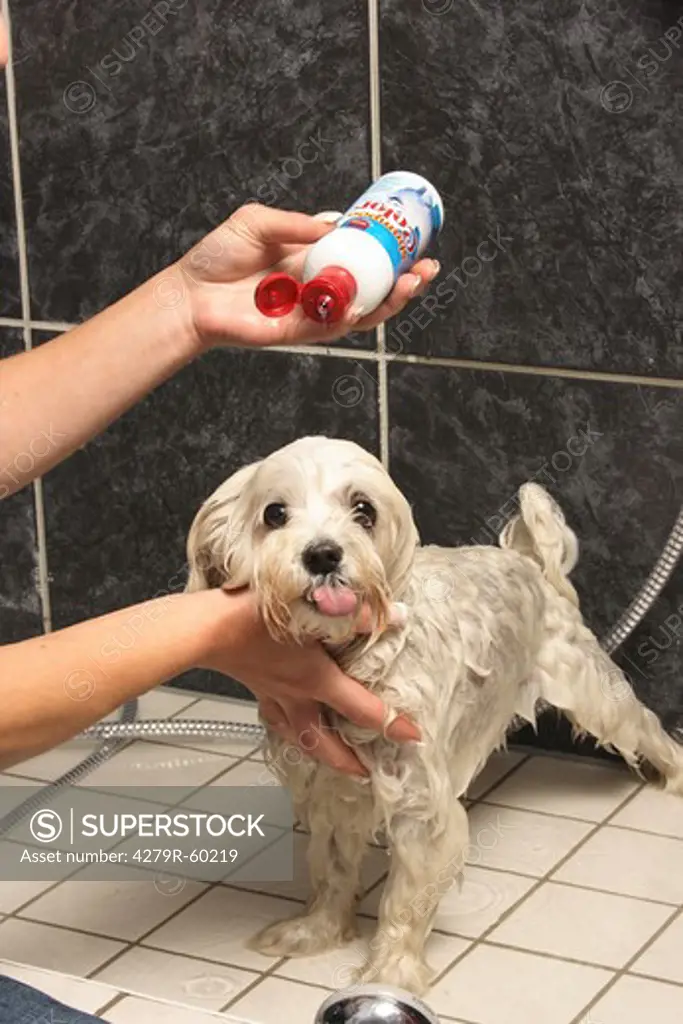 dog parlour, Maltese dog - taking a shower