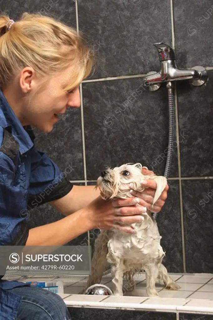 dog parlour, Maltese dog - being soaped