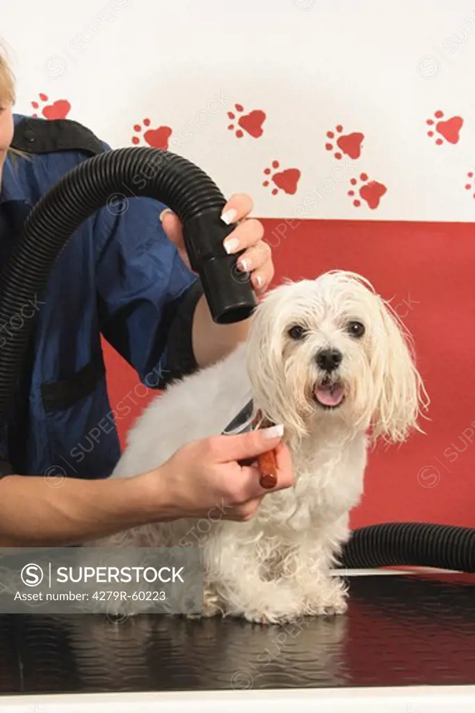 dog parlour, Maltese dog - being blow-dried
