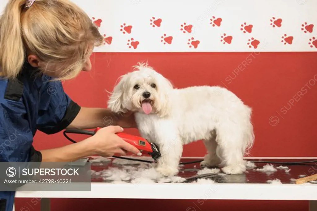 dog parlour, maltese dog being shaven