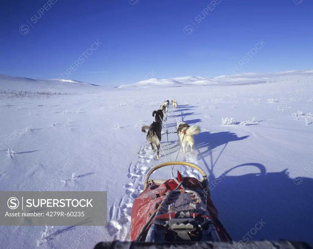 Huskies pulling sledge