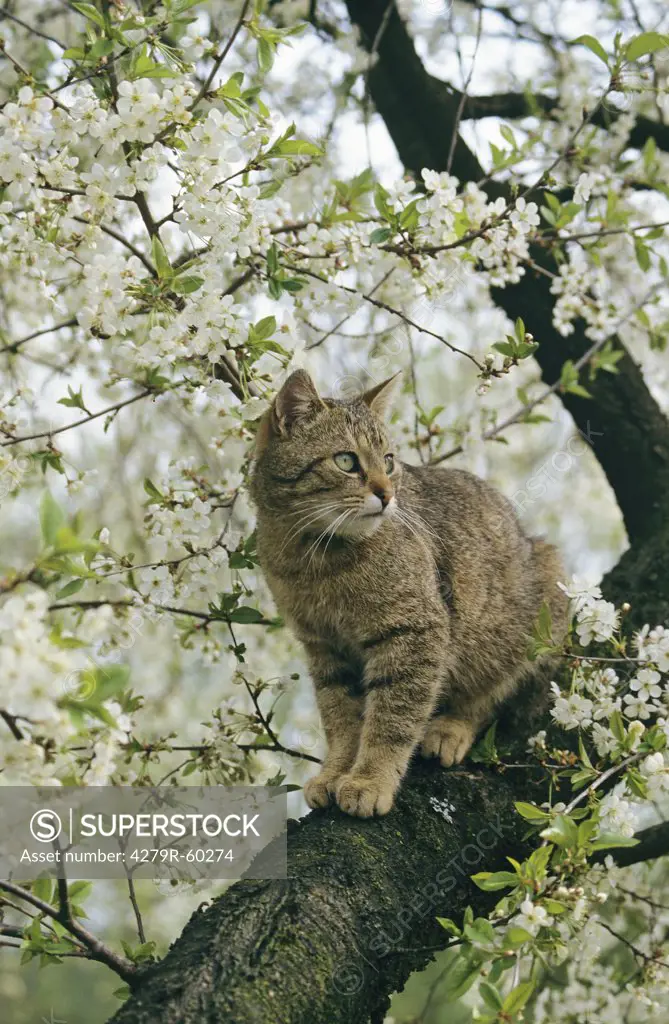 tabby cat - sitting on tree