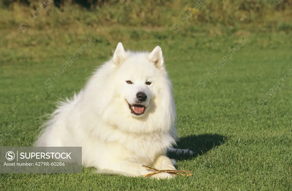 Samoyed dog - lying on meadow