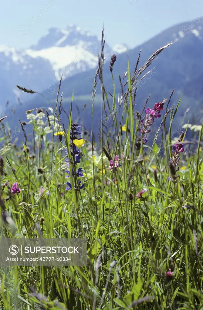flower meadow in front of mountains