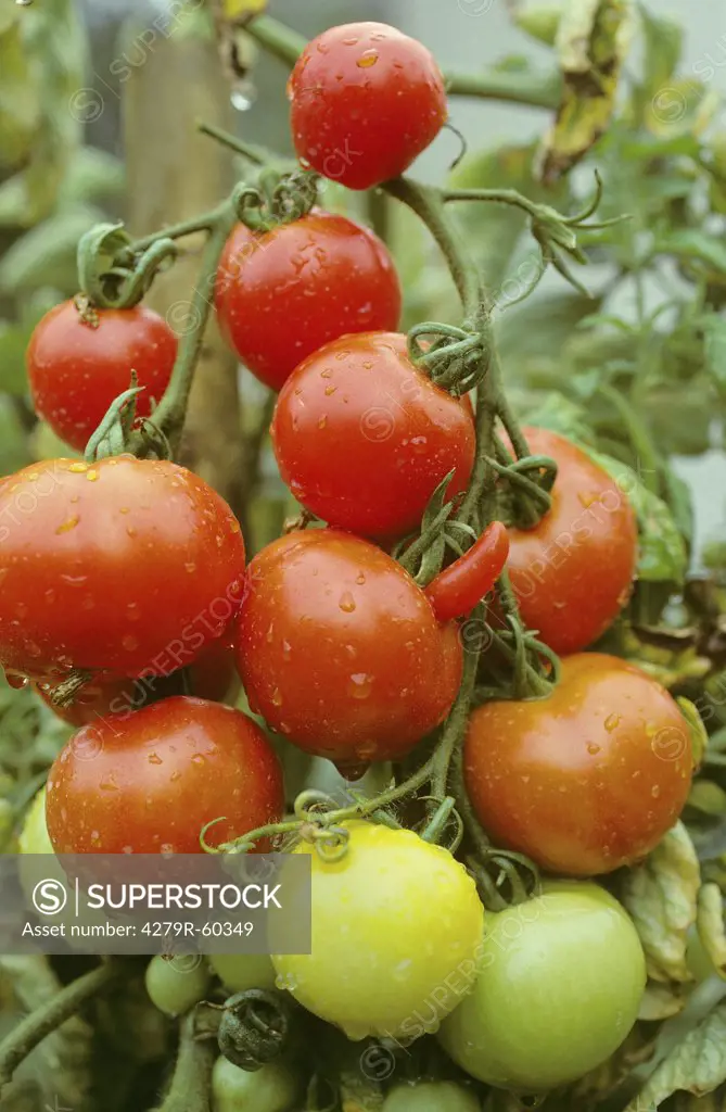 tomato plant with tomatoes