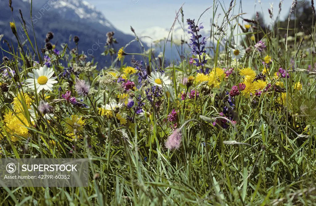 meadow with different flowers