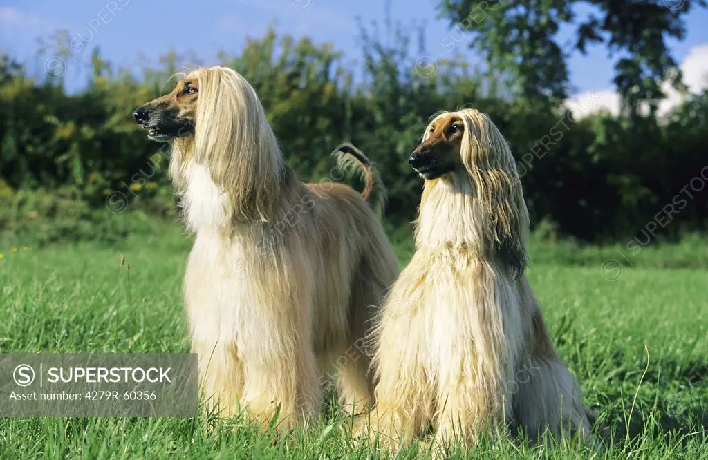 two Afghan Hound dogs on meadow