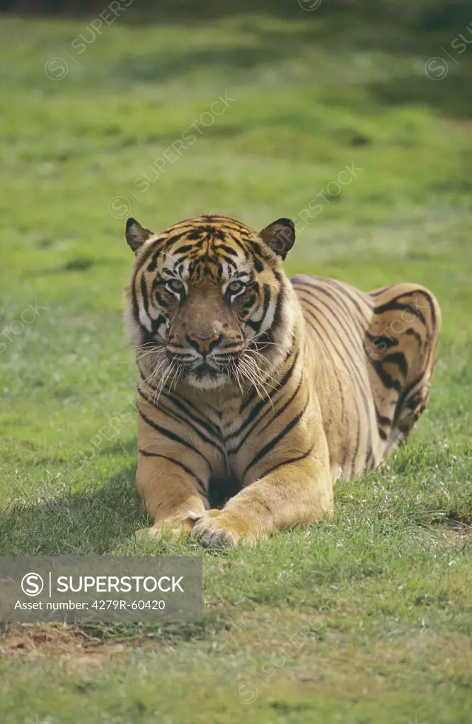 Sumatran tiger - lying on meadow , Panthera tigris sumatrae