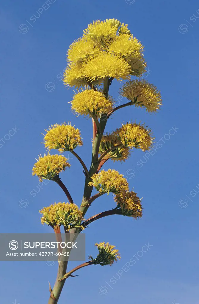 Agave americana - blossoms in front of blue sky , Agave americana
