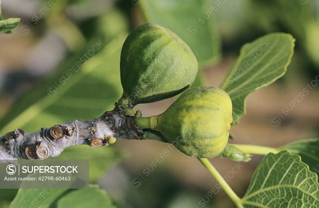 fig tree with fruits , Ficus carica