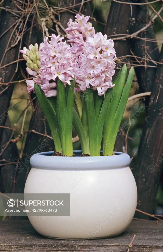 hyacinth in flowerpot