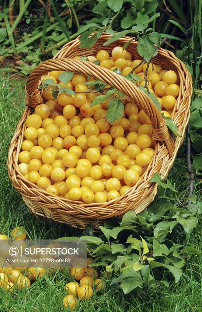 mirabelle plums in basket