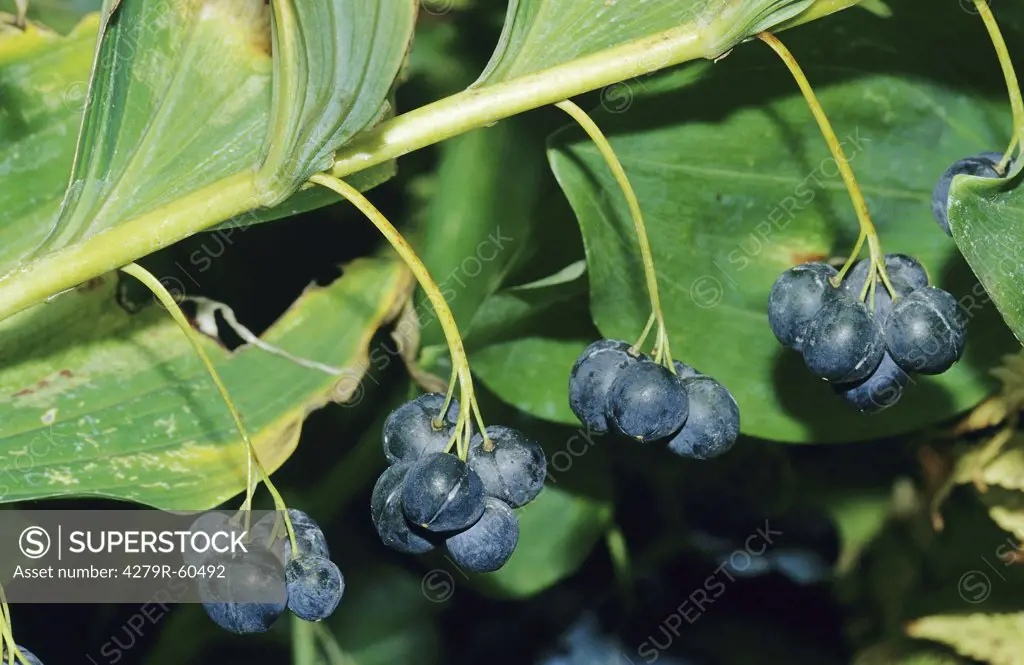 Angular Solomon's-seal with berries , Polygonatum odoratum