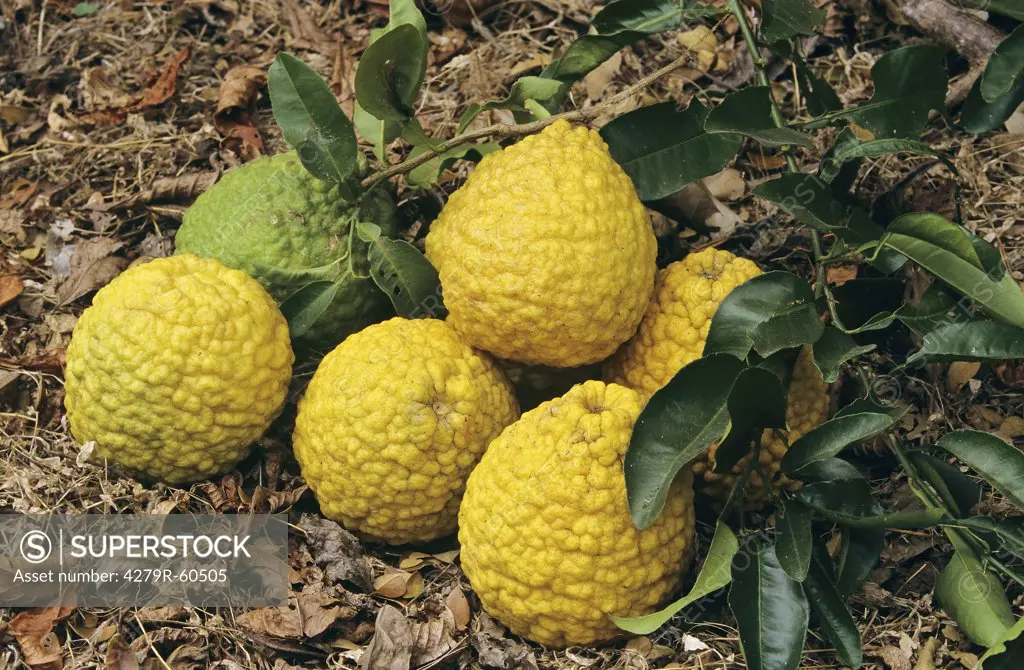 Citrons , Citrus medica