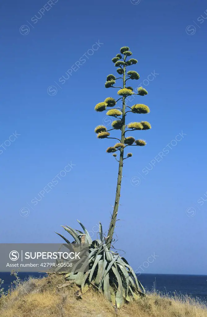 Agave americana with blossoms , Agave americana
