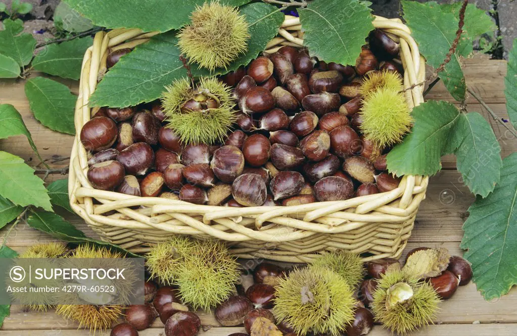 Sweet Chestnut fruits in basket , Castanea sativa