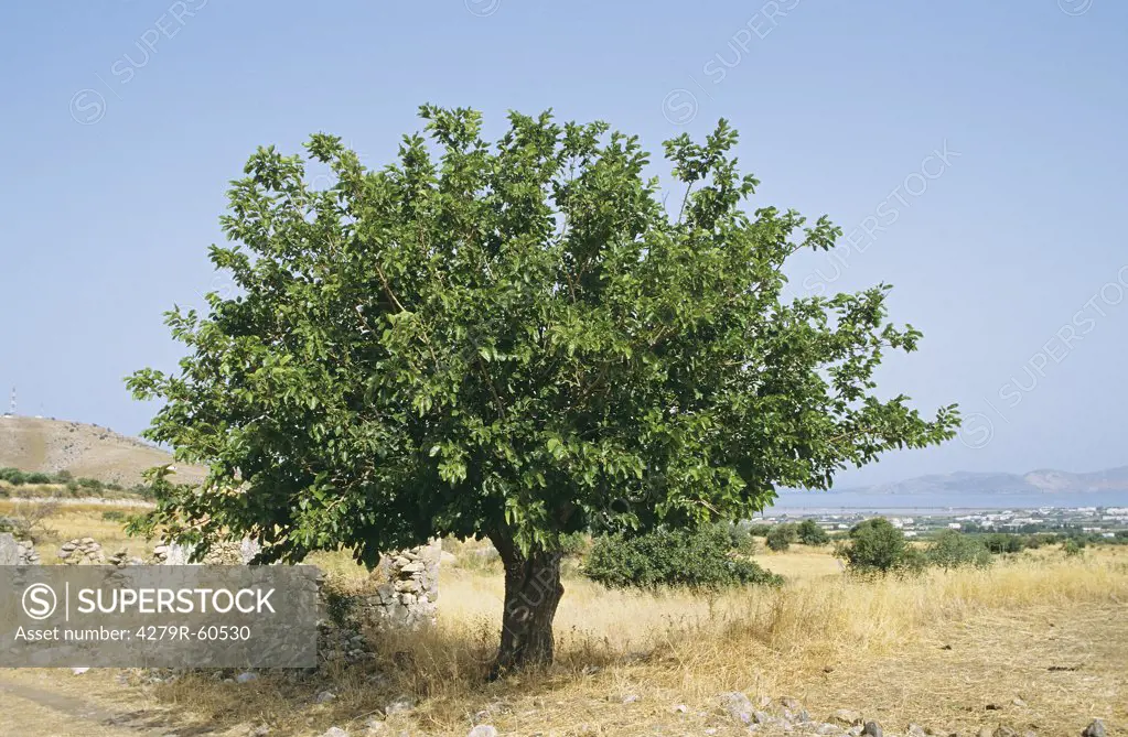 Mulberry tree , Morus