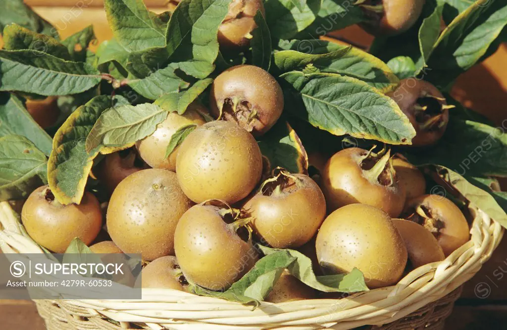 Common Medlars - fruits in basket , Mespilus germanica