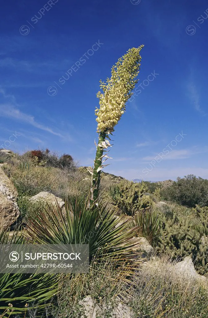 Soaptree yucca , Yucca elata