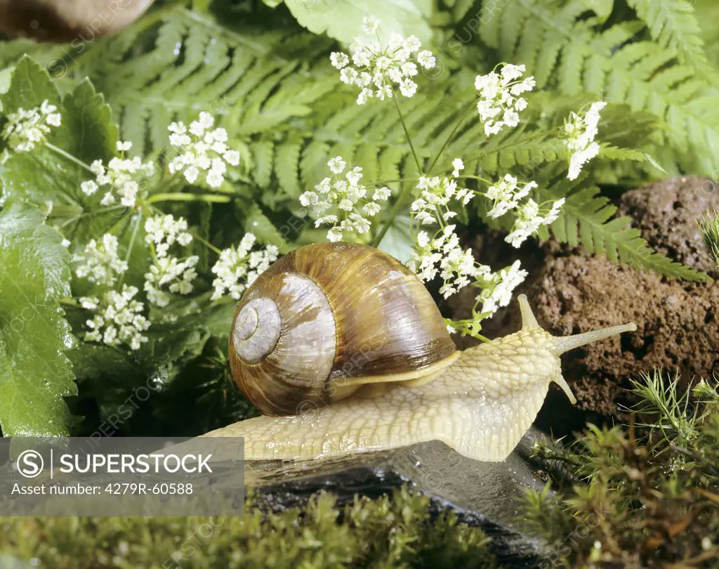 Roman snail , Helix pomatia