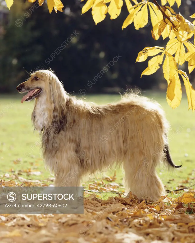 Afghan Hound dog - standing on meadow