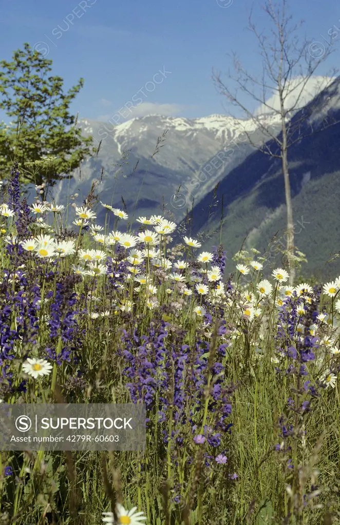 mountain scenery, flower meadow