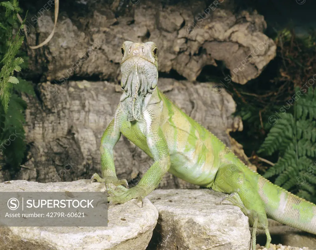 Green Iguana - standing on rocks , Iguana Iguana