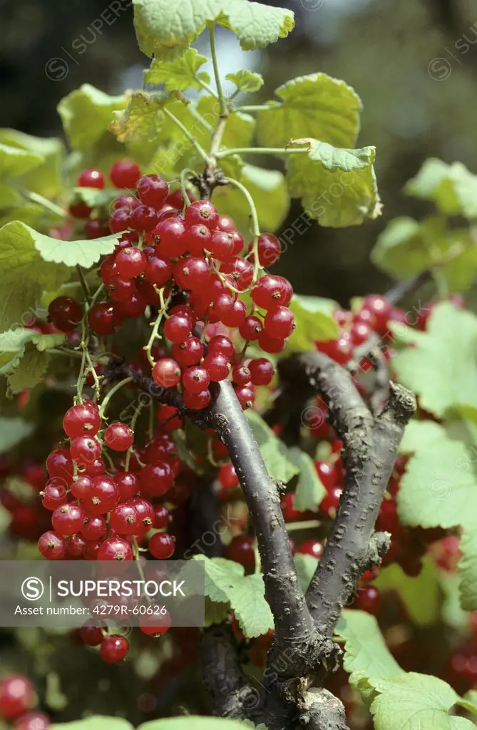 Red currants at shrub , Ribes rubrum