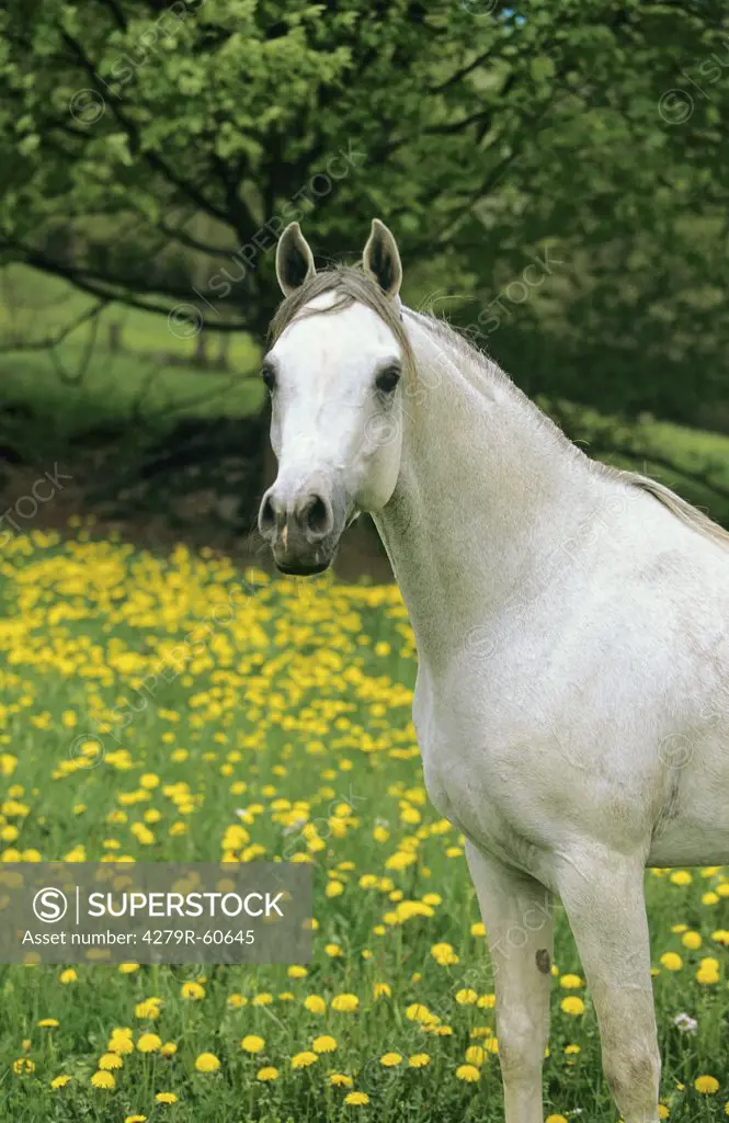 white Arabian horse - standing on a flower meadow