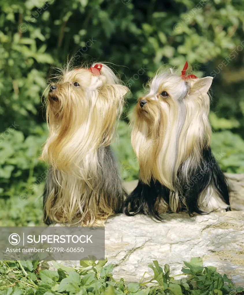 two Yorkshire Terrier dogs - sitting on a stone