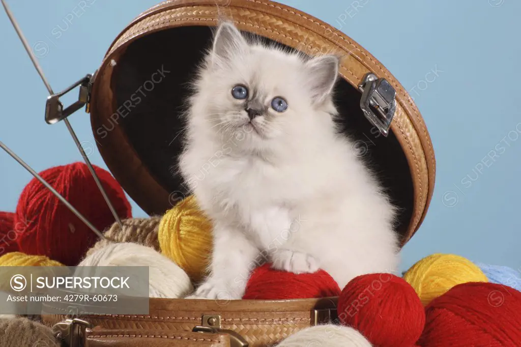 Sacred cat of Burma - kitten between wool balls