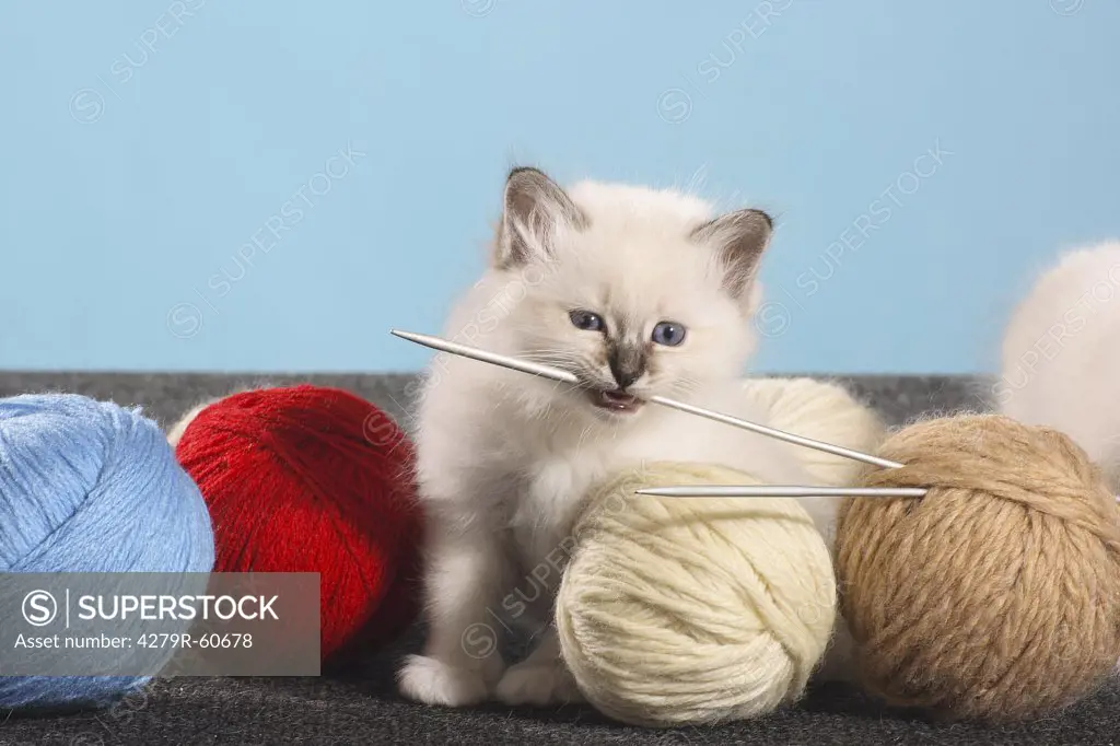 Sacred cat of Burma - kitten with knitting needle in its mouth