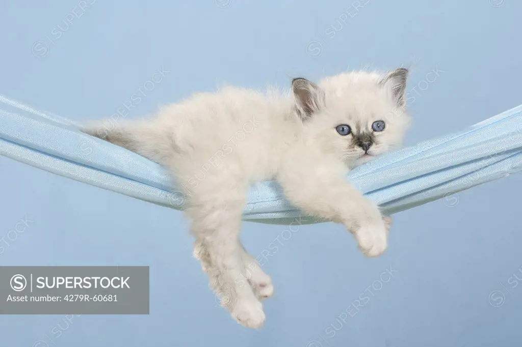 Sacred cat of Burma - kitten lying on hammock
