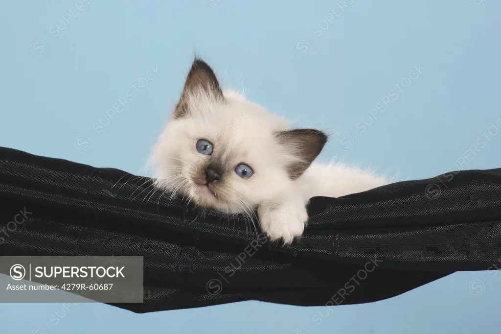 Sacred cat of Burma - kitten lying in hammock