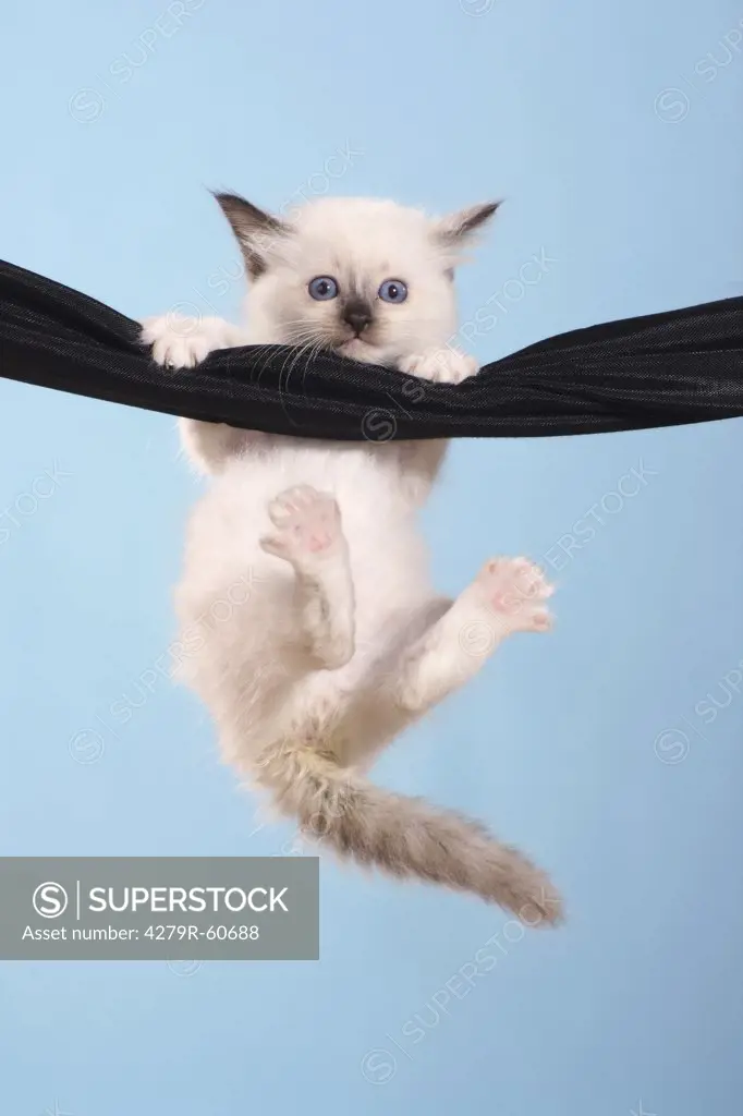 Sacred cat of Burma - kitten hanging at hammock