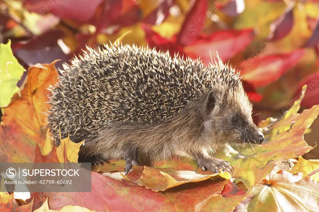 hedgehog - walking on autumn foliage