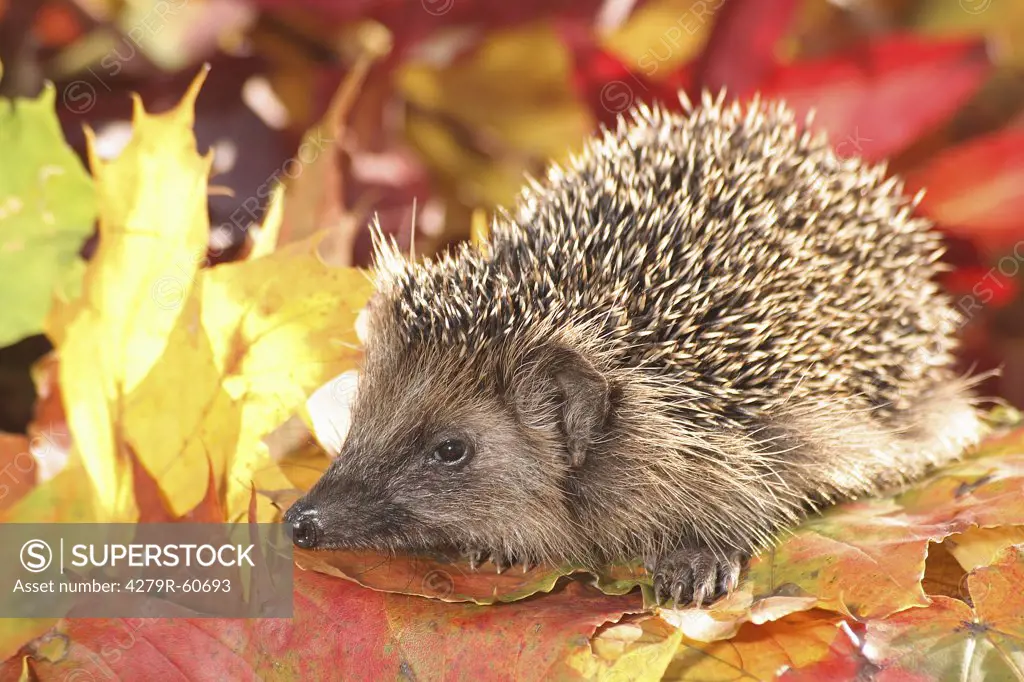 hedgehog on autumn foliage
