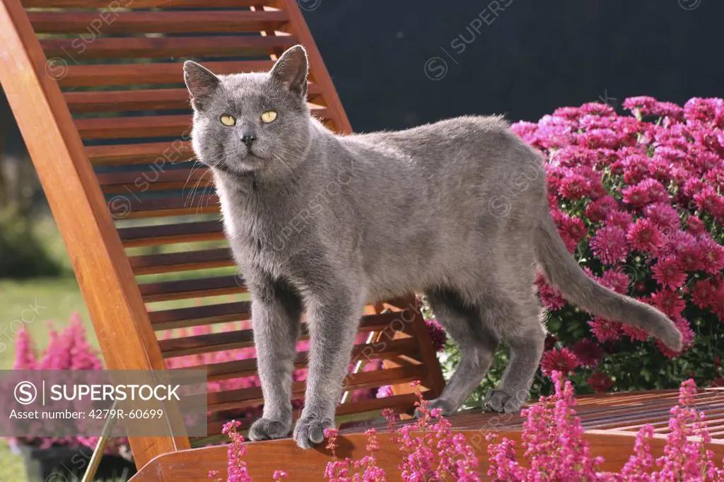 grey cat - standing on deck-chair