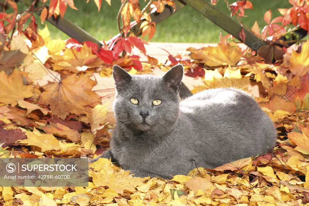 grey cat - lying in autumn foliage