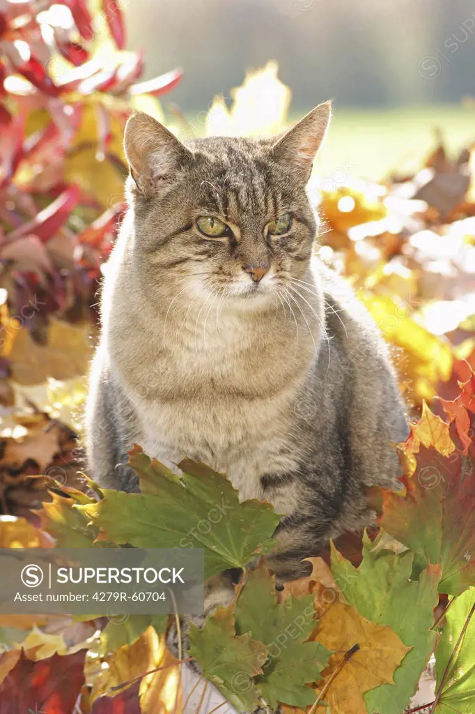 tabby domestic cat - standing in autumn foliage