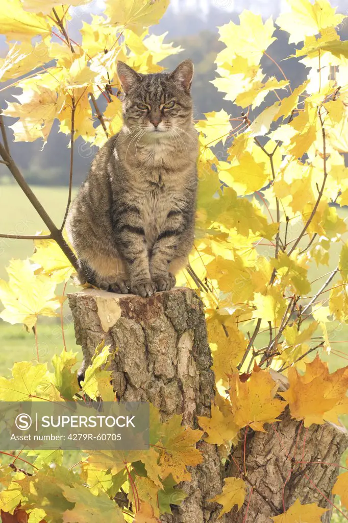 tabby domestic cat - sitting in front of yellow autumn foliage
