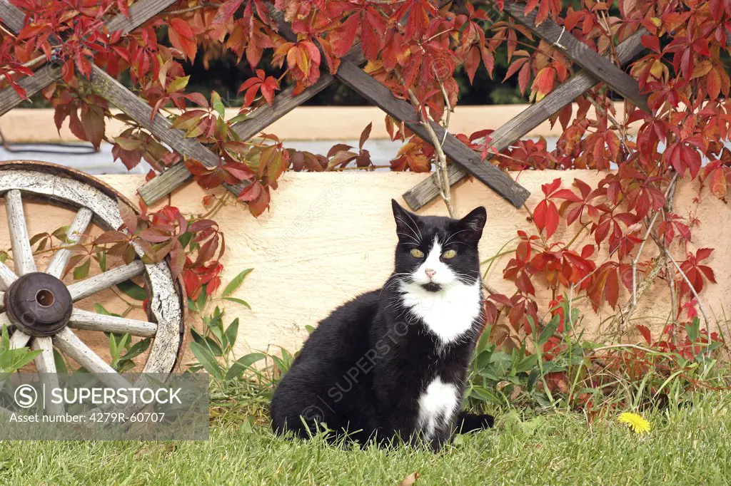 domestic cat - sitting on meadow