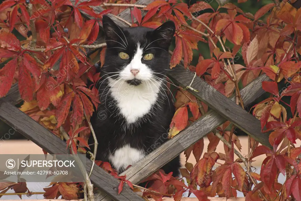 domestic cat between autumn foliage