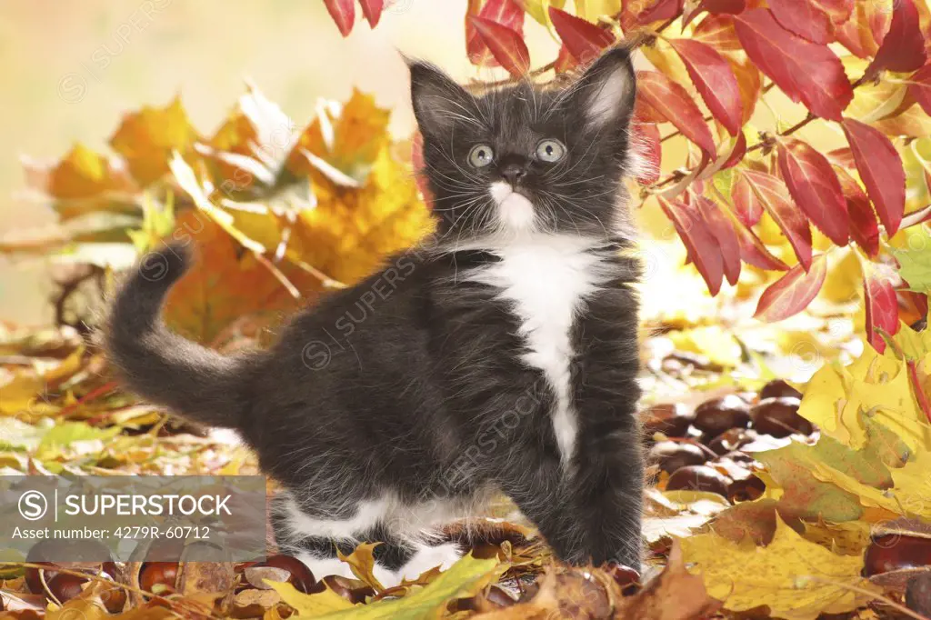 Maine Coon cat - kitten in between autumn foliage