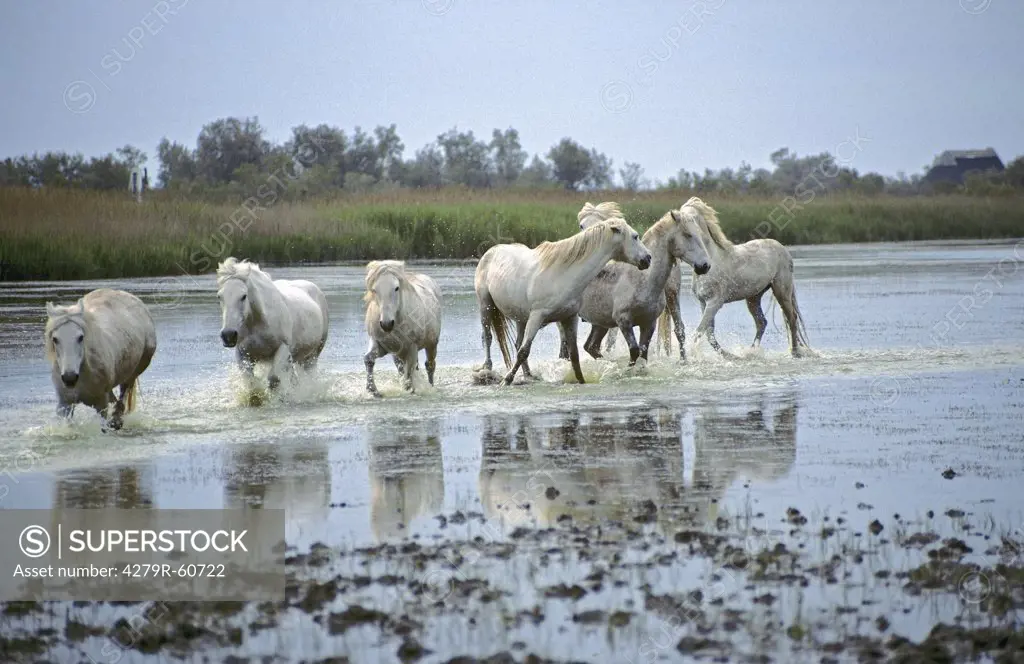 Camargue horses - running in water