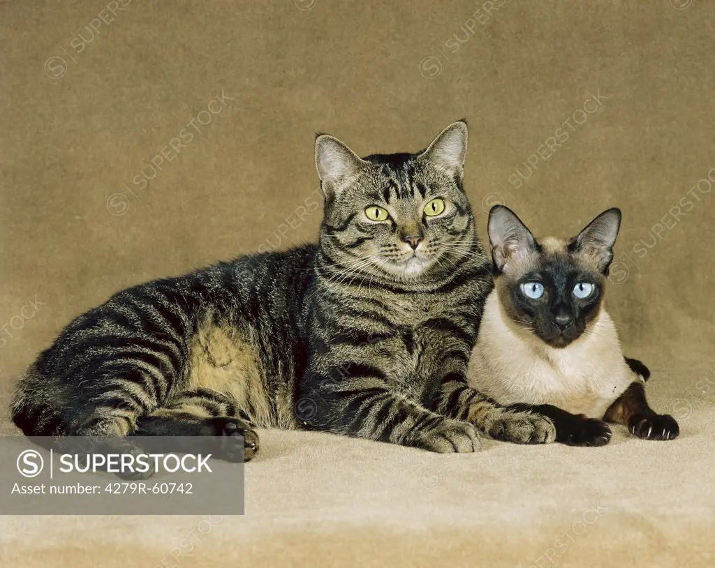 domestic cat and Siamese cat