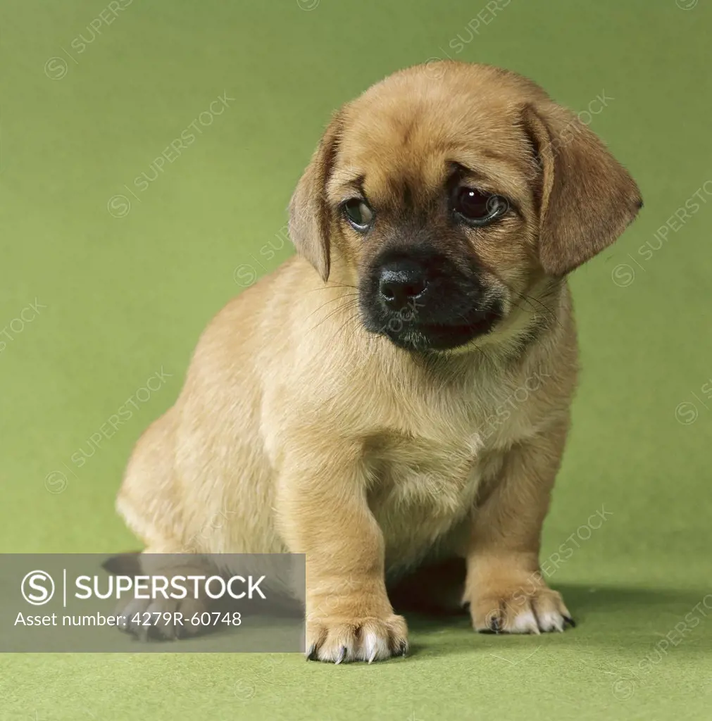 half breed dog (Pekingese,Chihuahua) - puppy - cut out