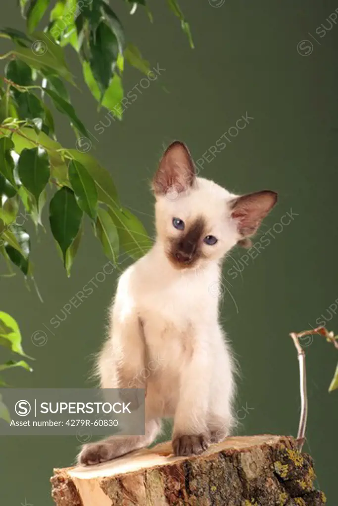 Siamese cat - kitten sitting on tree stump